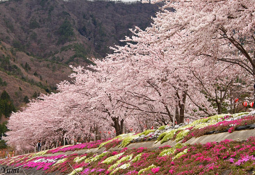 Hoa anh đào Nhật Bản