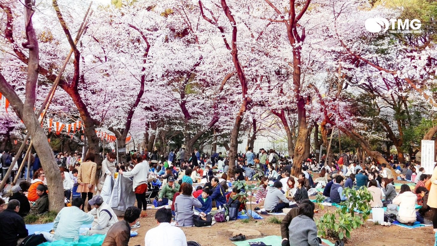 Lễ hội hoa anh đào Nhật Bản - Ảnh 3